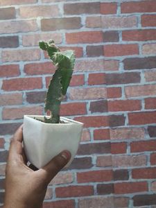 Dragon Fruit Plant Without Pot