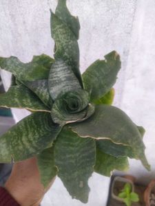 2 Plant Combo