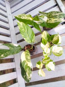 Variegated Combo