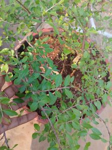mehandi plant seeds