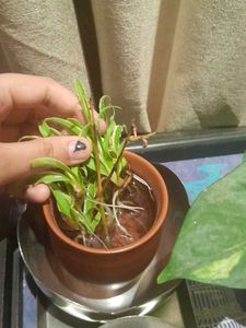 Real Spider Plant, Healthy Roots In Tiny Clay Pot