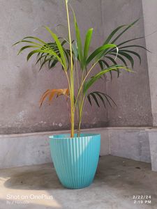 Areca Plam Tree