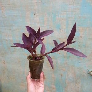 Purple Heart Plant