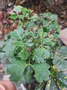 Plant