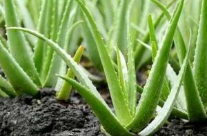 Live Aloe Vera Plant Big (SELF PICKUP ONLY)