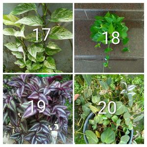 you can select 10 Live root plants