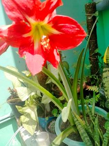 Lily Plant Live