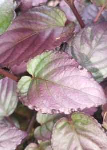 Red Flame IVy Plant | Murikootty | Hemigraphis