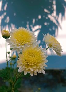 Chrysanthemum Plants 3