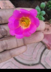 Combo 10 VarietyMoss Rose And 9&#34;O Clock Live Plant