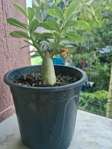 Hybrid adenium plants
