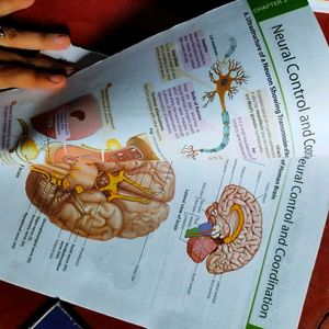 MTG NCERT at Your Fingertips – Biology | NEET 2025
