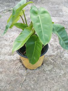 Philodendron