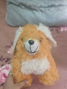 Teddy 🐕 Dog