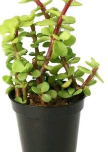 Combo Of 3 Plants