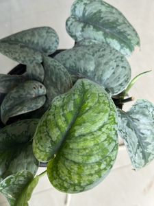 House Plant