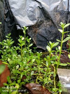 Egg Fruit And Brahmi Combo
