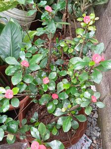 Crown of Thorns Plant