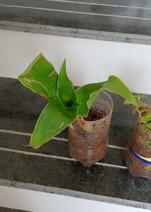 combo of two plants and one stem cutting