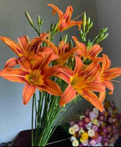 Orange Daylili