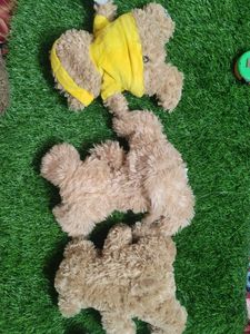 Teddy Combo