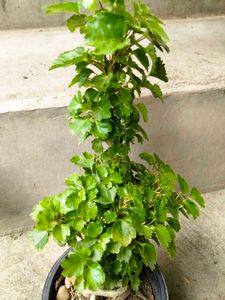 Bonsai And Mix Plants
