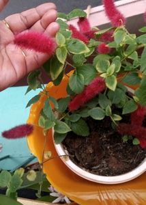 Chenille Plant - A Fuzzy Delight