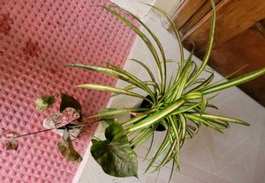 Set 2 Arrowhead Vine &amp;Pandanus Veitchii Plants🪴