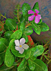 VINCA FLOWER PLANT WITH ROOTS