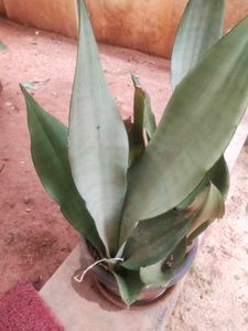Moonshine Snake Plant With Root