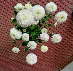 Set 2 Beautiful Sewanti  &amp; Gulab Plants
