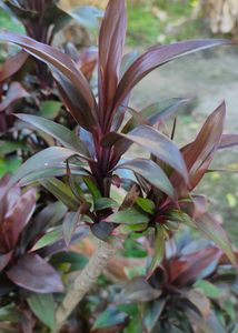 Cordyline fruticosa Indoor Plant