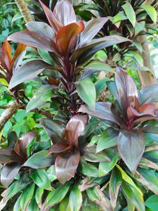 Cordyline Fruticosa Indoor Plant