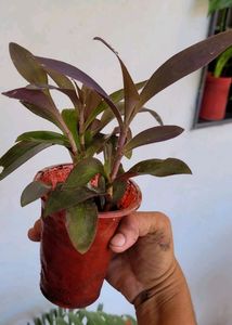 Pack 2 Dracaena Mahatma &amp; Heart Purple Plant &amp; Pot
