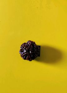 Original 5 Mukhi Nepali Rudraksha
