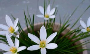 Rain Lily