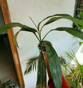 Set 2 Dracaena Mahatma &amp; Callisia Plants