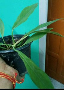 Philodendron Pluto