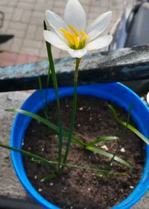 Multi Color Rain Lilly Bulb Pack Of 6 Pc.