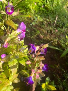 Wishbone Flower Plants combo