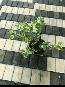 10 Live Root Plants