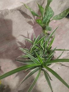 Combo Of 2 Plant Spider Or Green Agloneama