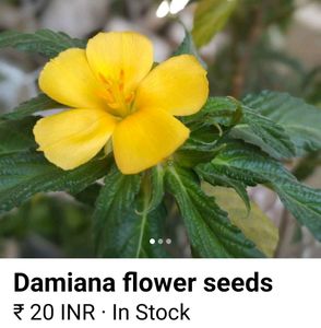 Flowering 🌺🌻🌹🌷 Seeds @ Low Price