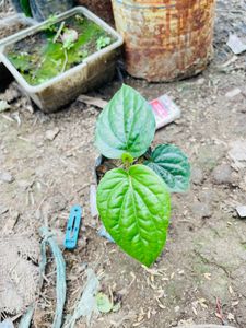 Pan Plant