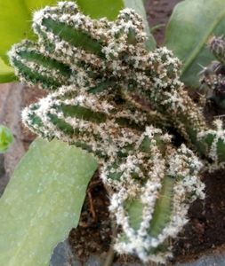 Triangle Cactus