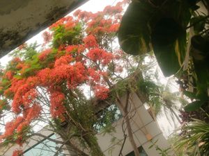 Big Size Leaf Money Plant Cutting