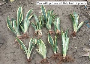 Sansevieria Trifasciata- Yellow Border Snake Plant