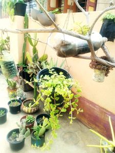 Combo Of Hanging Plants