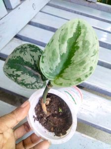 Plants Mix Combo