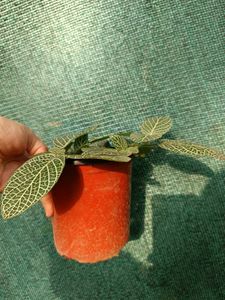 Fittonia Plant
